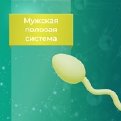 Биологически-активные добавки для мужской половой системы