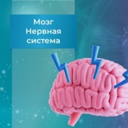 Пептидная продукция для нервной системы