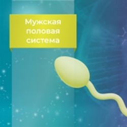 Пептидная продукция для мужской половой системы