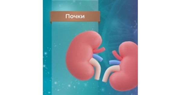Пептиды Хавинсона для почек | Купить в официальном магазине Peptides