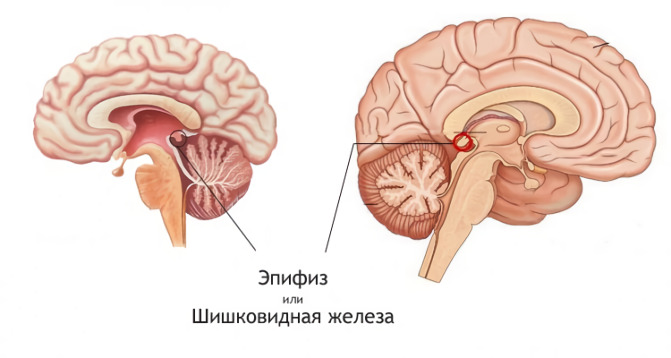 Где Находится Эпифиз У Человека Фото