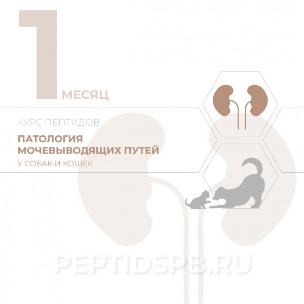 Пептиды для животных при заболеваниях почек (КУРС 1-Й МЕСЯЦ - на базе лингвальных капель)