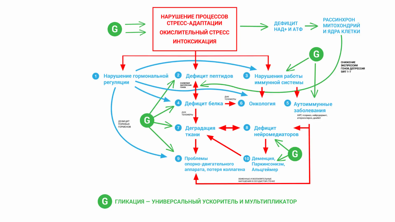 Стресс интоксикация. Схема старения организма. Процесс старения схема. Процессы старения в организме человека. Процесс старения клеток организма.