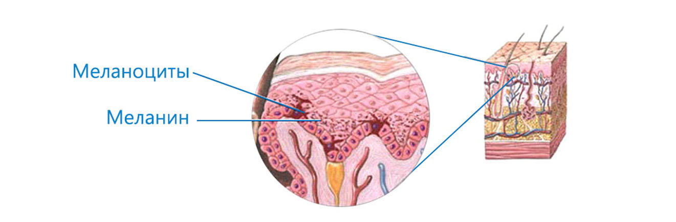 Меланоциты